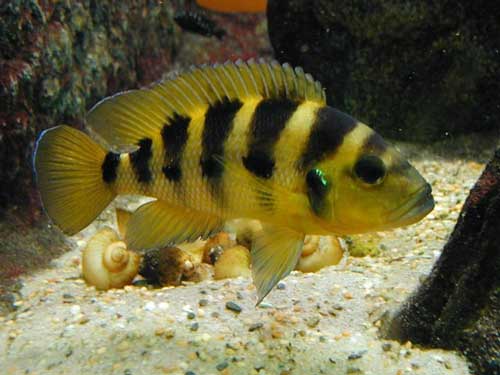NEOLAMPROLOGUS SEXFASCIATUS